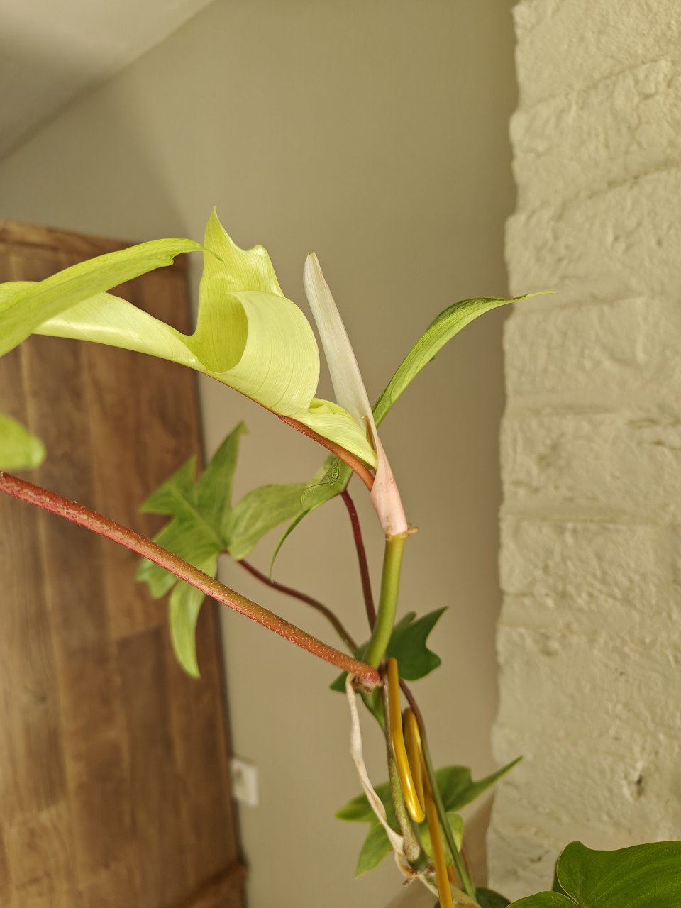 Kamerplant Philodendron Florida ghost plant