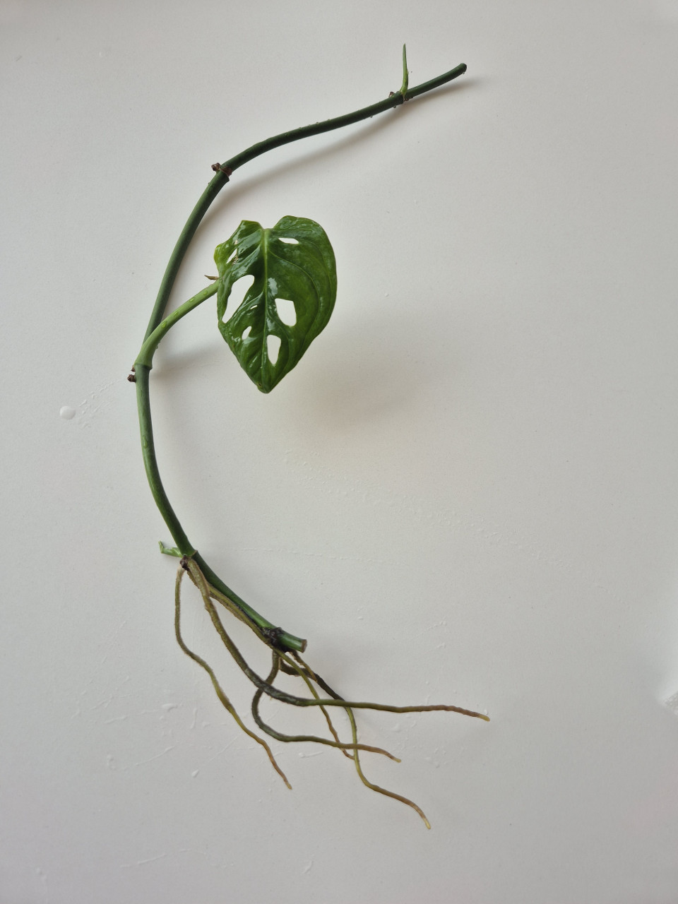 Monstera monkey mask stekje