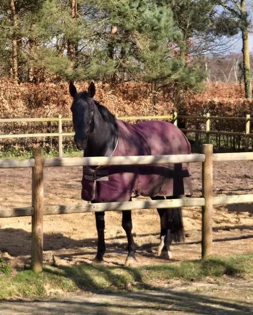 Zangersheide ruin 172 16