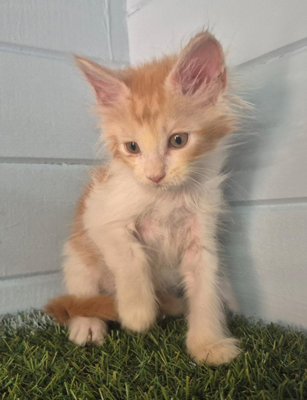 3 rode maine coon katertjes