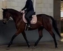 Brave en lieve merrie