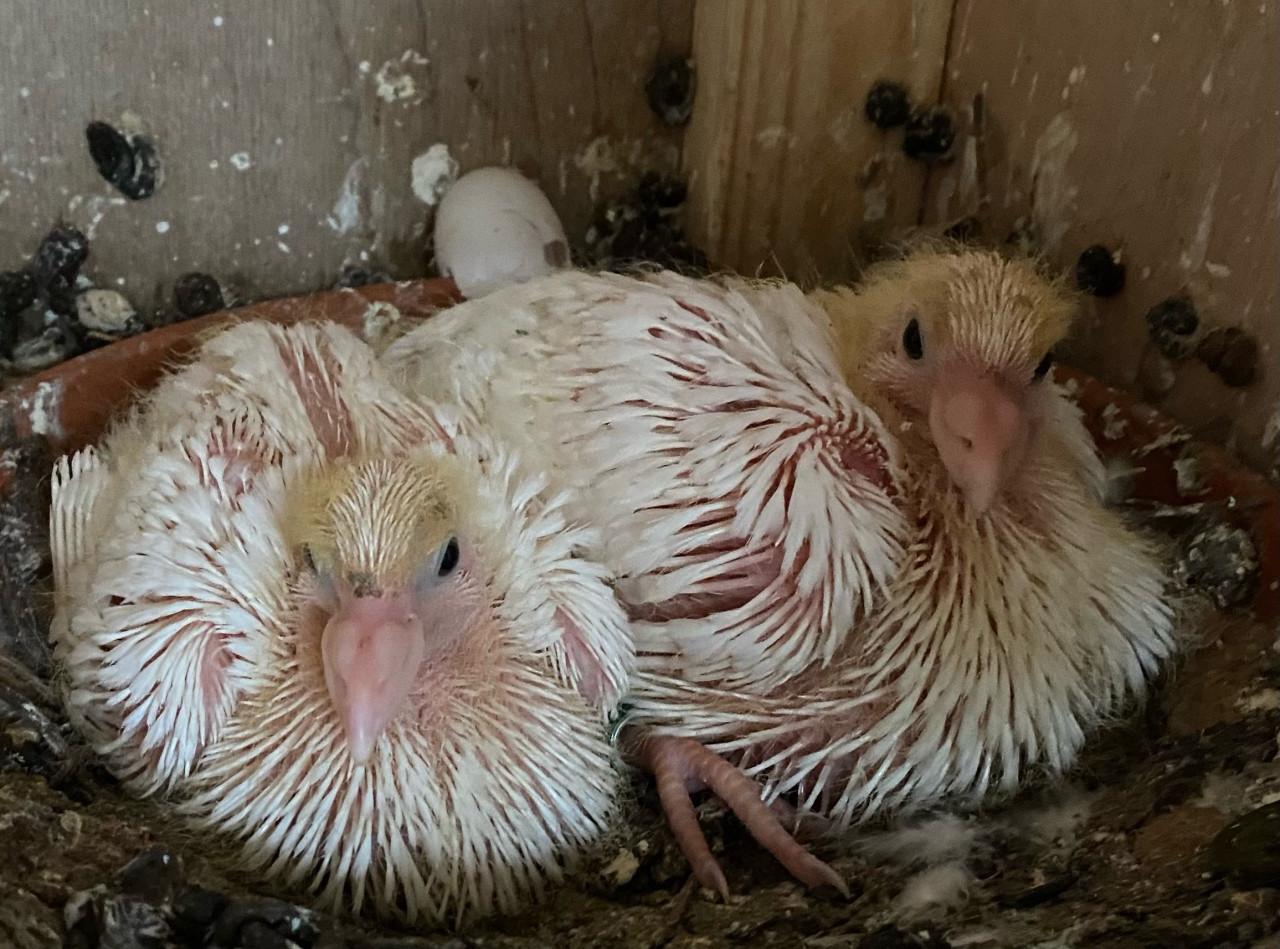 Witte postduiven piepertjes