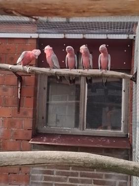 Diverse papegaaien te koop.