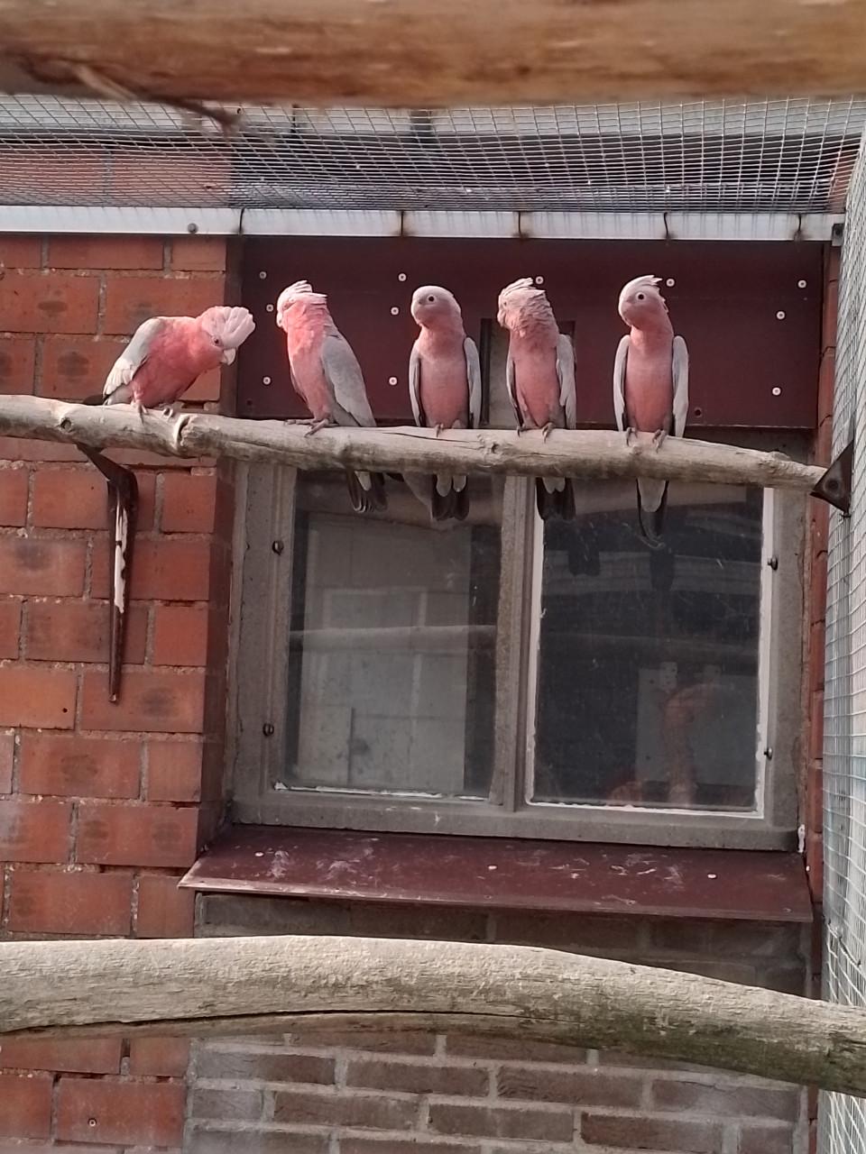 Diverse papegaaien te koop.