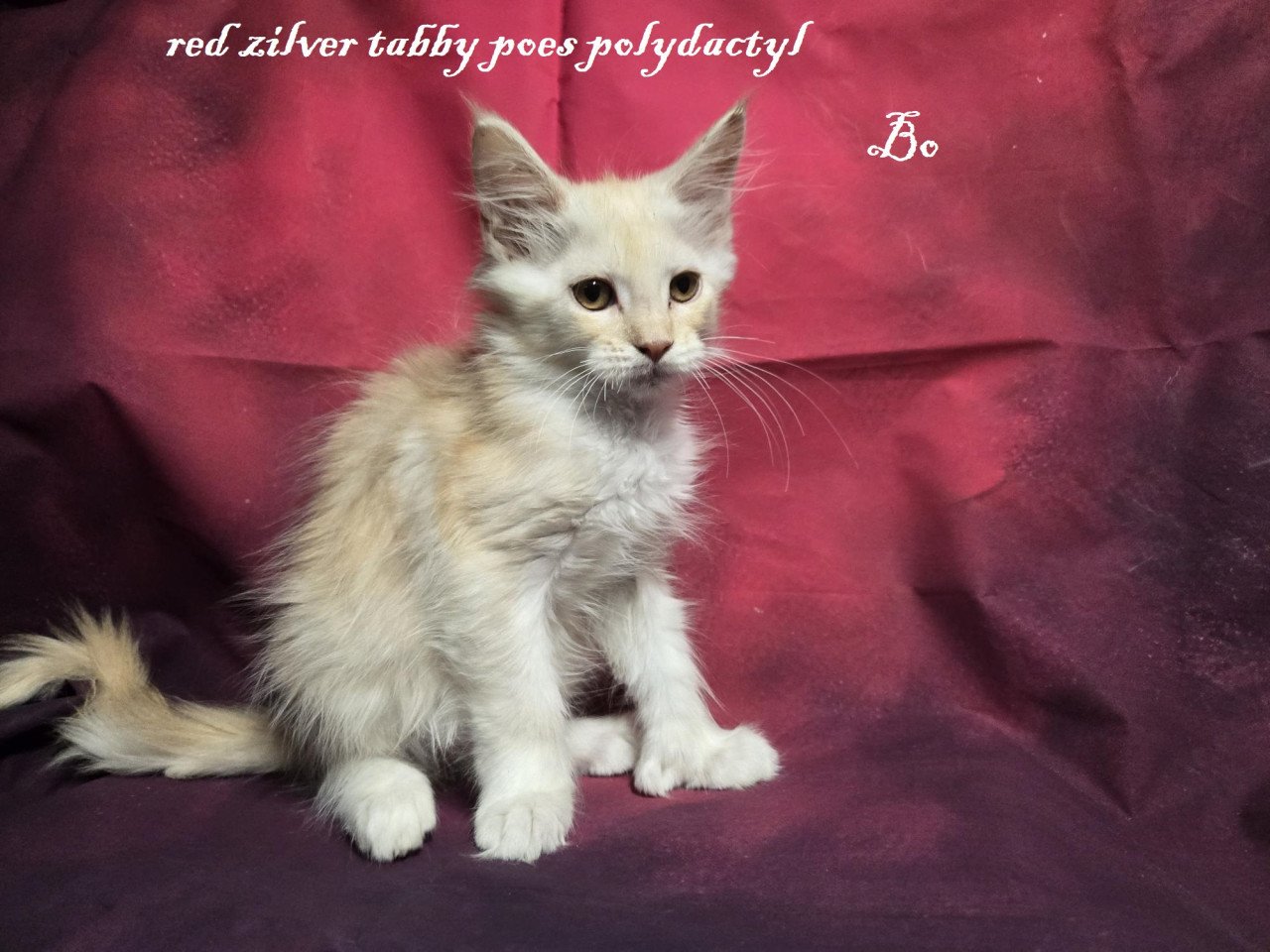 7  prachtige maine coon kittens met stamboom