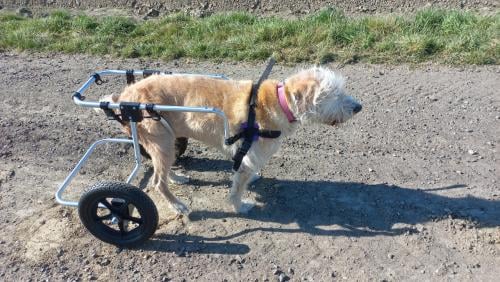 Honden rolstoel