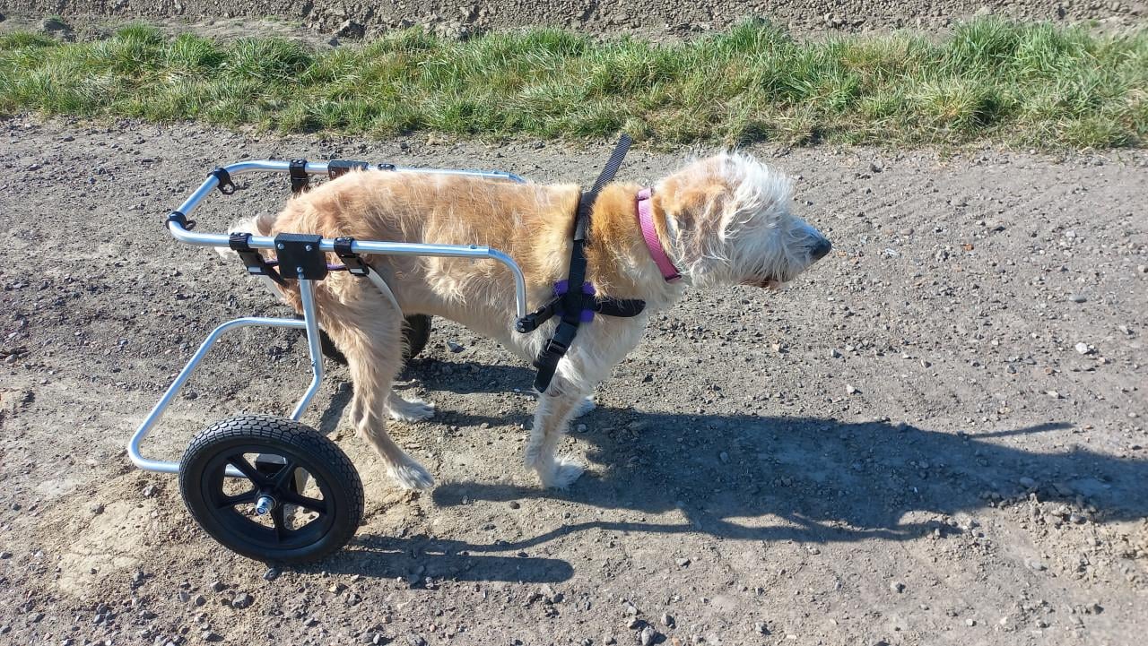 Honden rolstoel