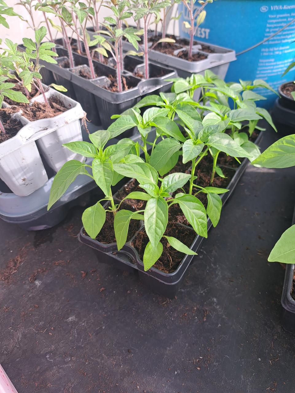 TOMATEN. PAPRIKA. SPAANSE PEPER PLANTEN