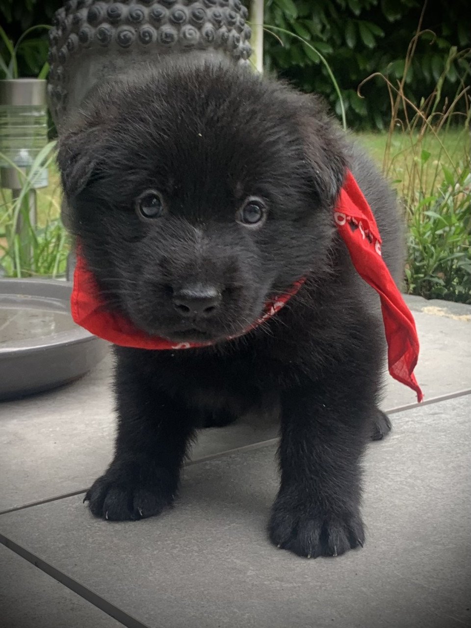 Duitse Herder pup Julia en Jules