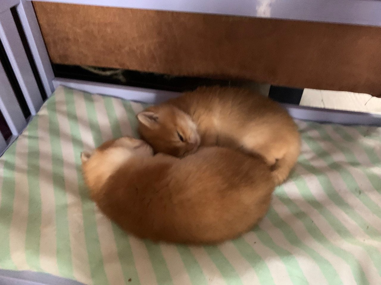 Kittens britse korthaar black golden shaded met stamboom