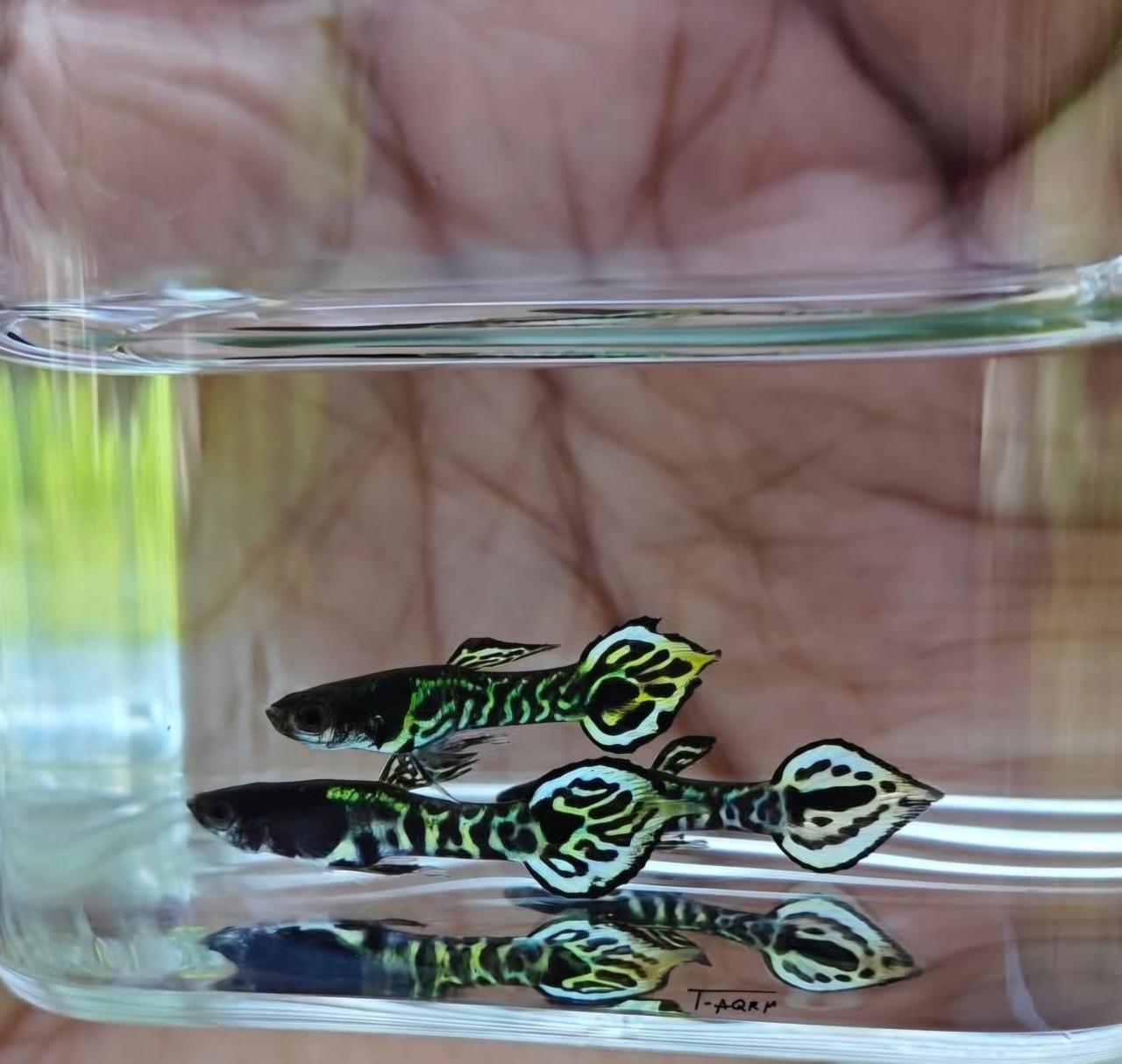 Mooie wild type guppy,s