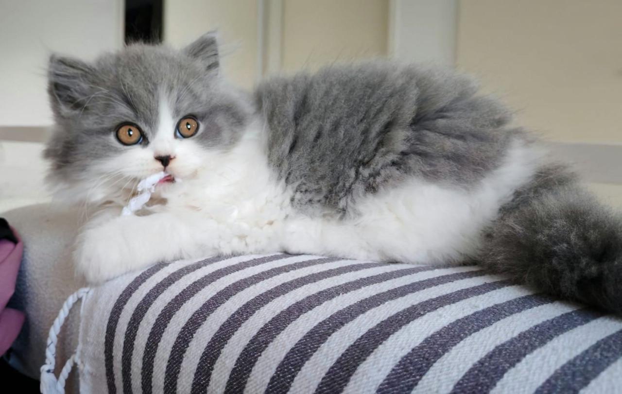 Lief & Ondeugend Brits Langhaartje Chance zoekt personeel!