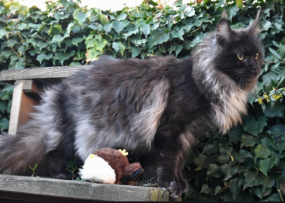 Black Smoke Polydactyl Maine Coon met stamboom