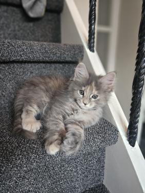 Maine coon kittens