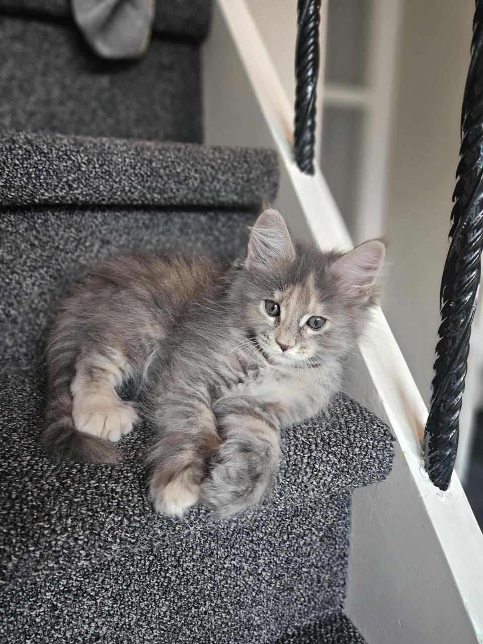 Maine coon kittens
