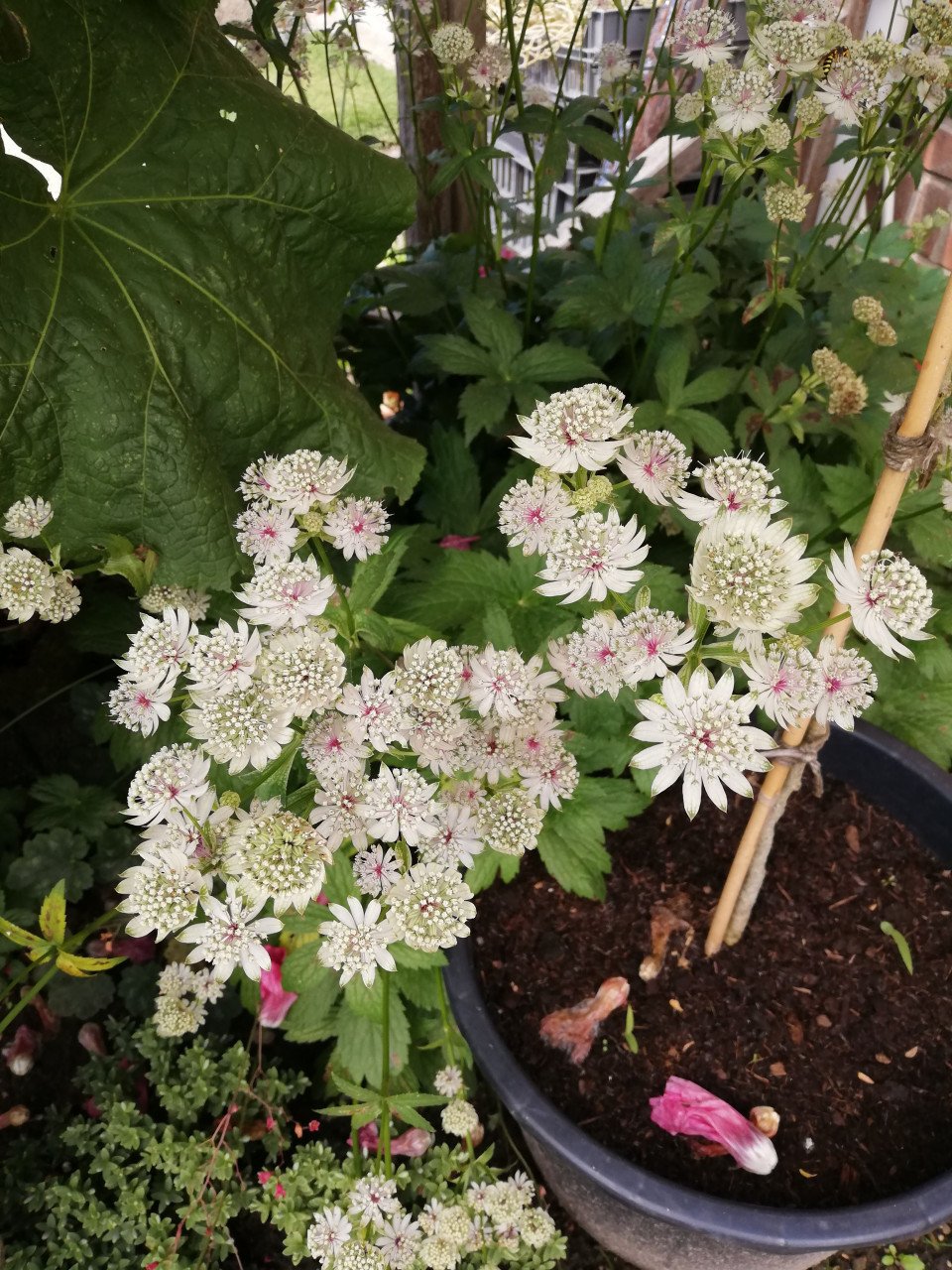 SIERTUIN EN MOESTUIN PLANTEN + BOMEN bij DE VOORDEUR