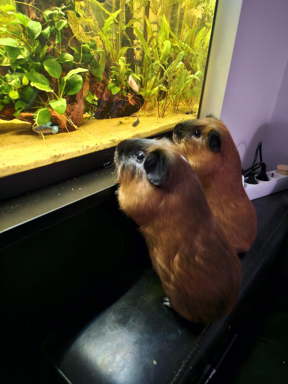 Cavia beren koppel