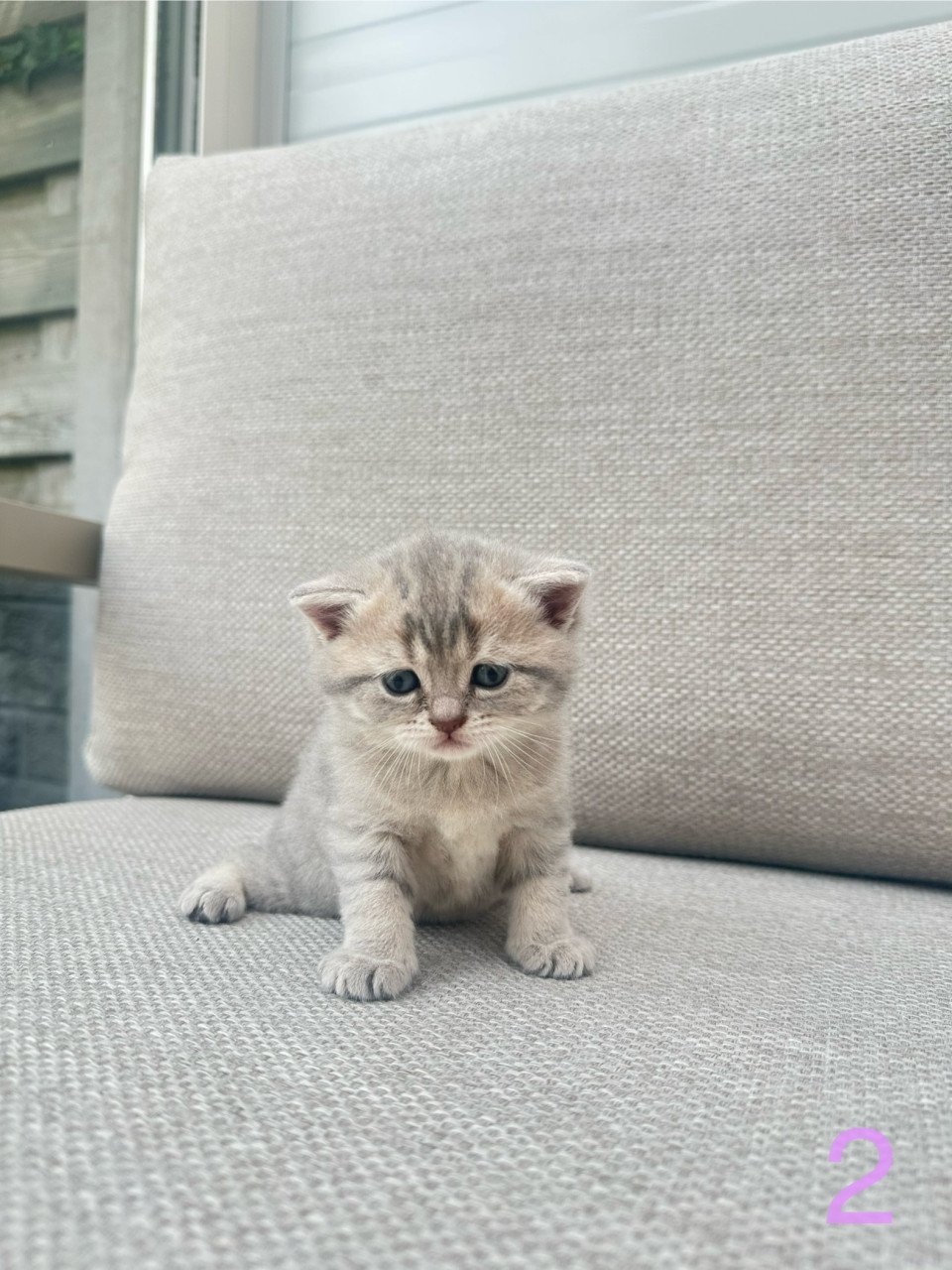 Britse korthaar kittens