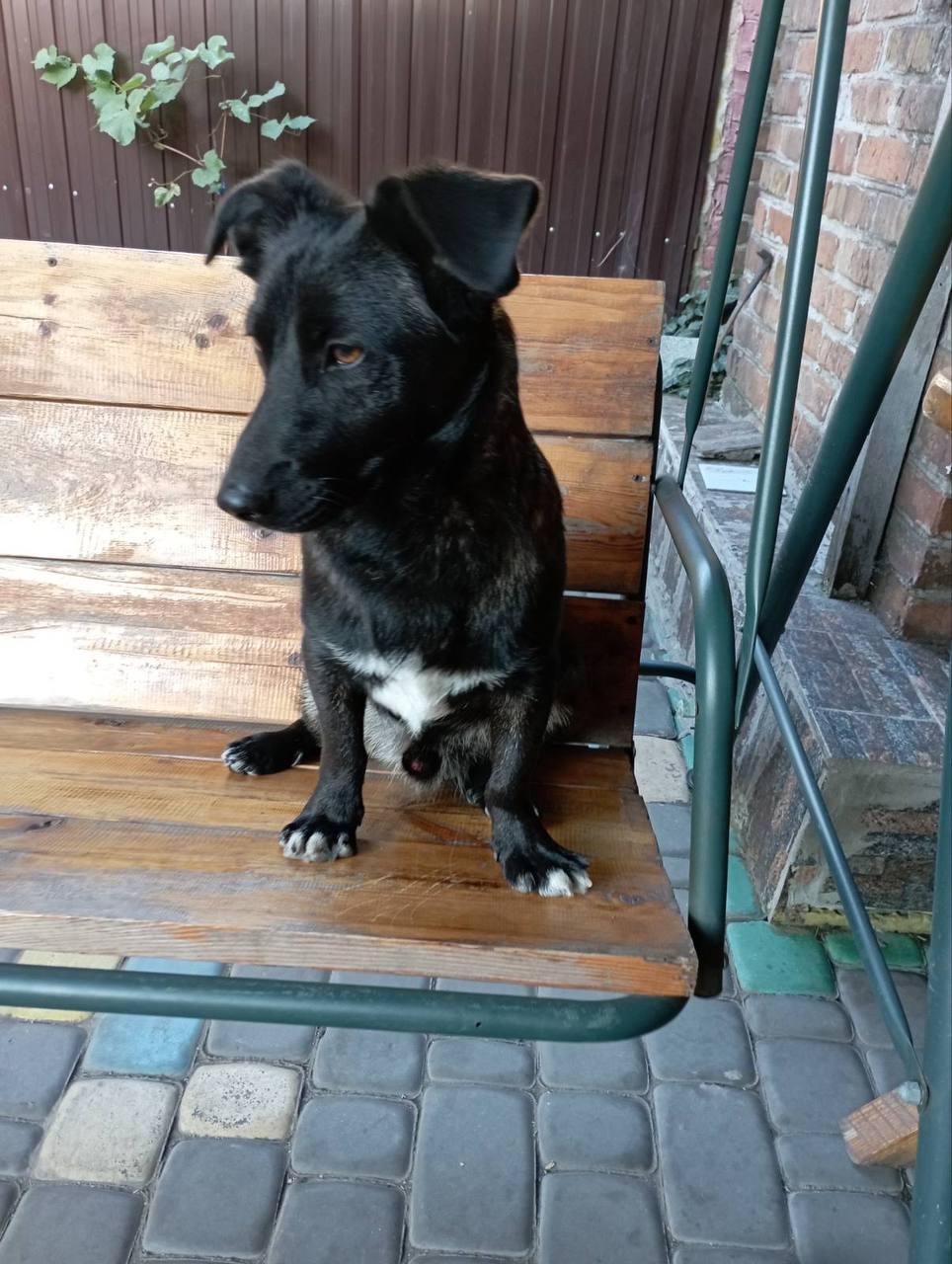 Klein hondje reu gecastreerd gechipt ontwormt ontvlooit  heeft Paspoort en