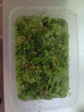 Grote portie gemengde drijfplanten