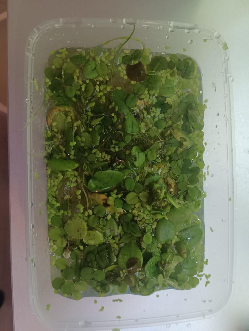 Grote portie gemengde drijfplanten