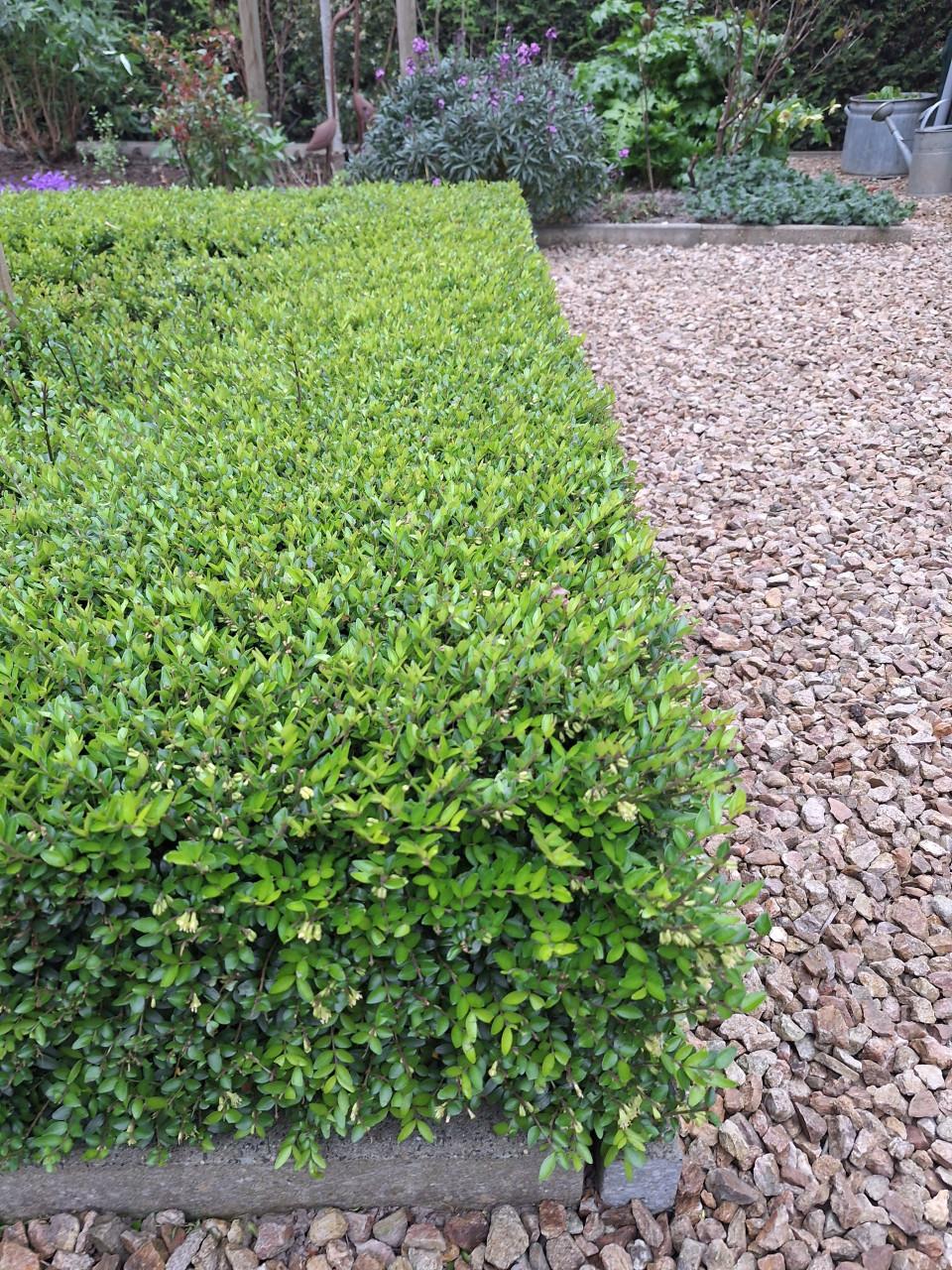 Lonicera ( struikkamperfoelie)