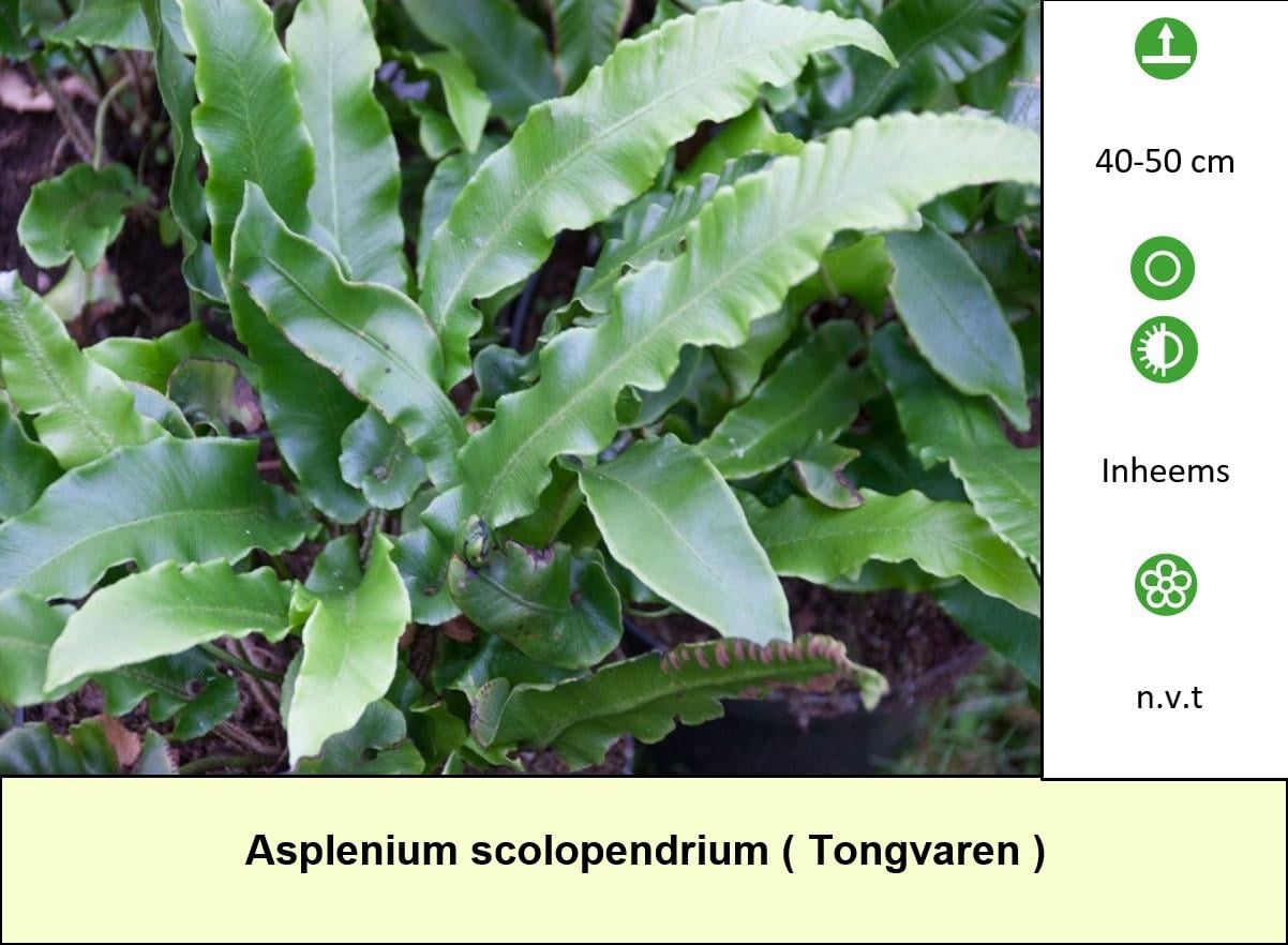 Heel veel keuze in ons plantenkraampje: 24/24 geopend en mooie prijzen !