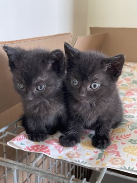 2 lieve kittens mannetjes