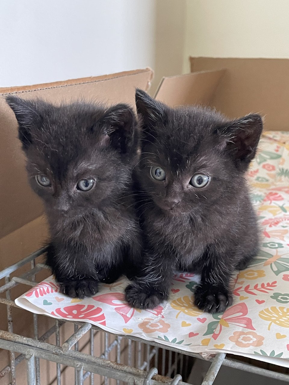 2 lieve kittens mannetjes