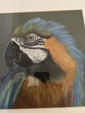 Papegaai/ara in lijst