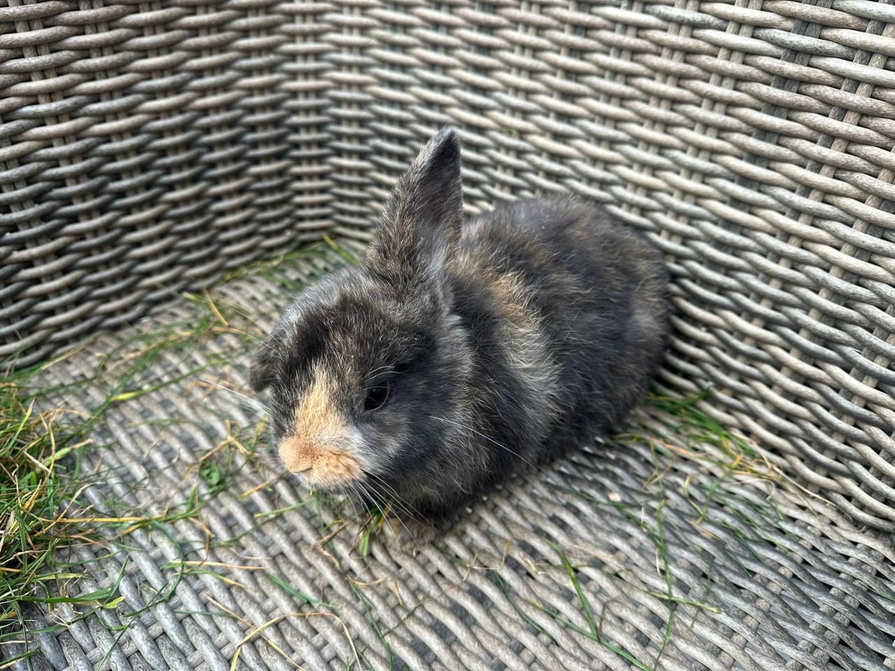 Te koop jonge konijnen