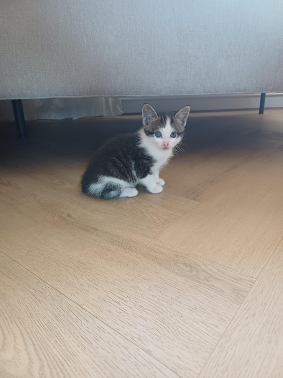 Kittens
