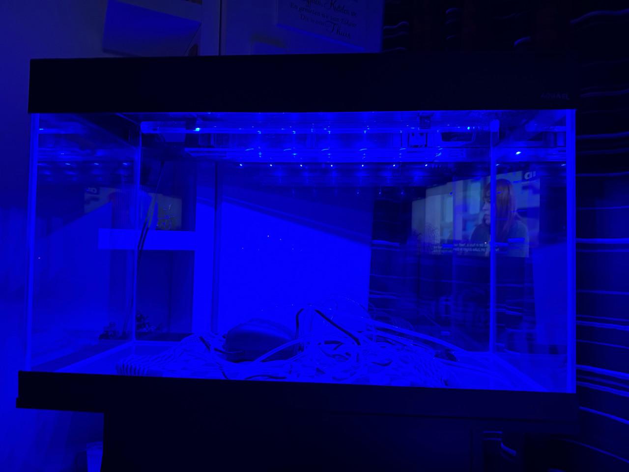 Aquarium en toebehoren