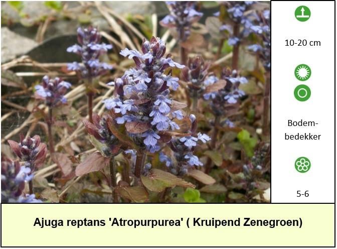 Het plantenkraampje is weer opgestart ! Kom zeker eens langs...