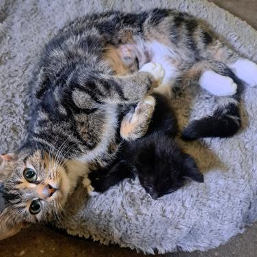 Kittens