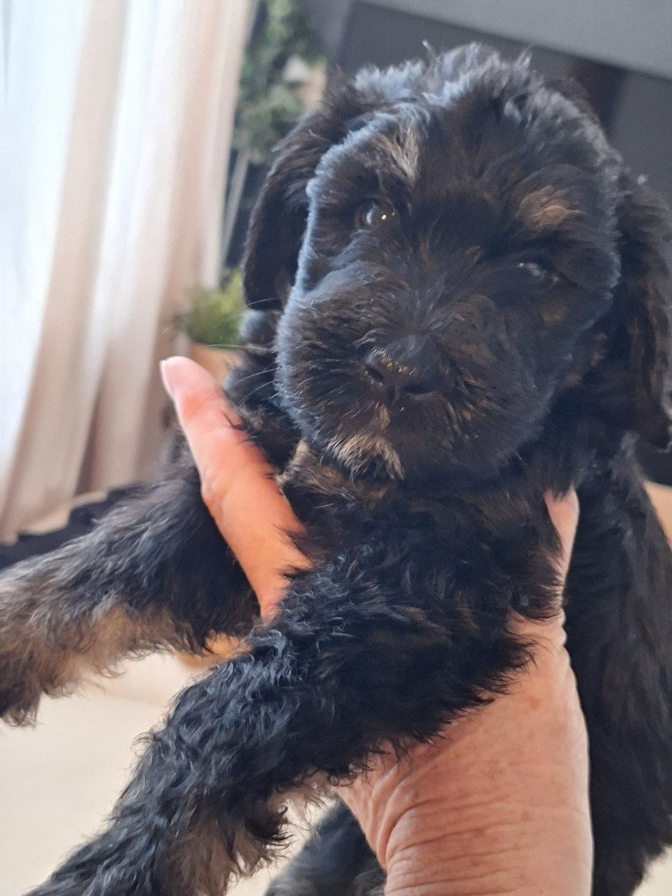 Bernedoodles One love