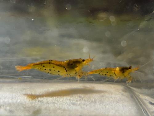 Caridina Orange Tangerine