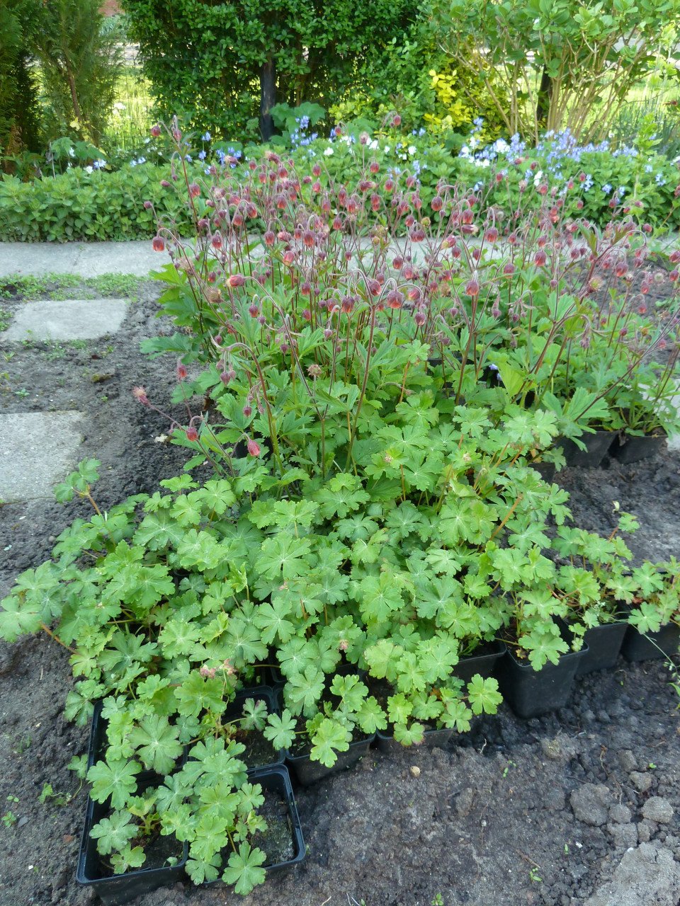 VASTE PLANTEN EN BODEMBEDEKKERS