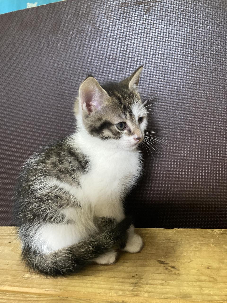Kittens