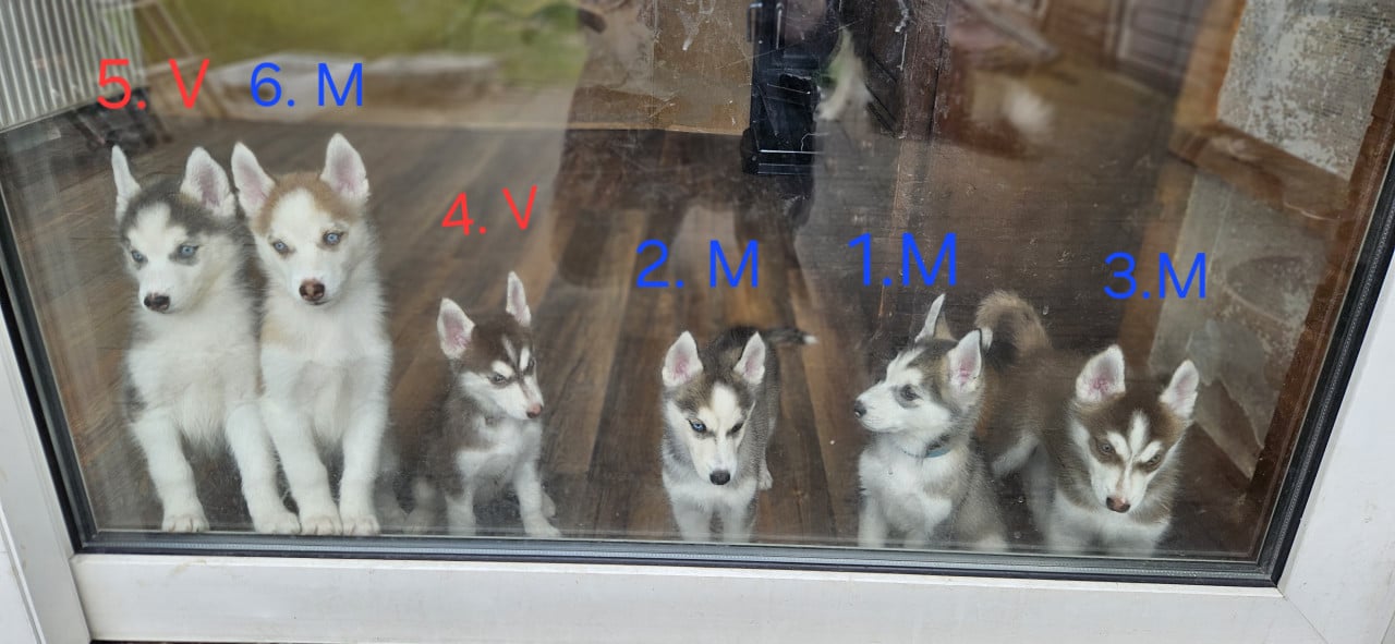 Prachtige husky-puppy's op zoek naar een permanent thuis