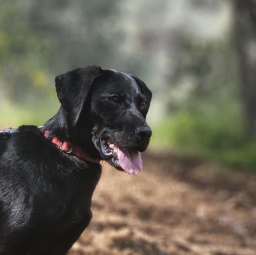 Lieve hond ( vrouwtje)