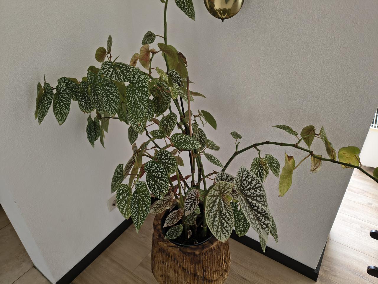 Plant met bloemetjes