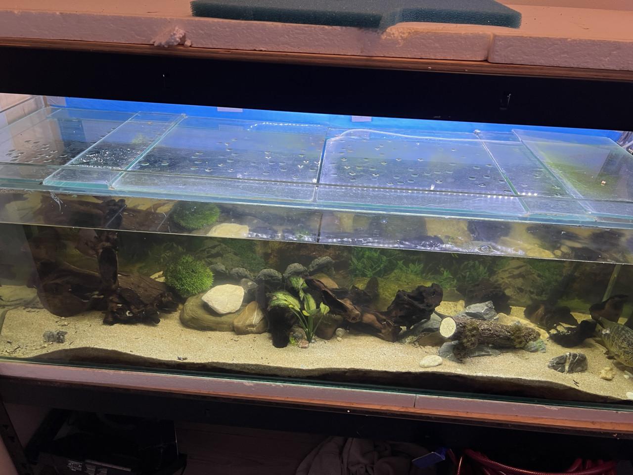 Te koop aquarium 150 cm