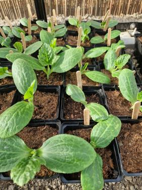 Courgetteplanten uit biologische zaden