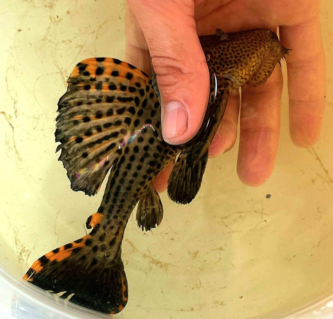Schitterende L91 pleco