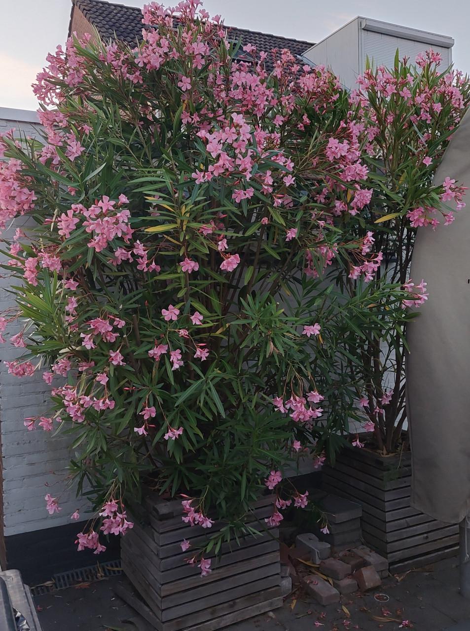 Roze Oleanders te koop 🌸