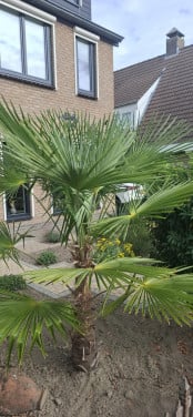 Palmboom