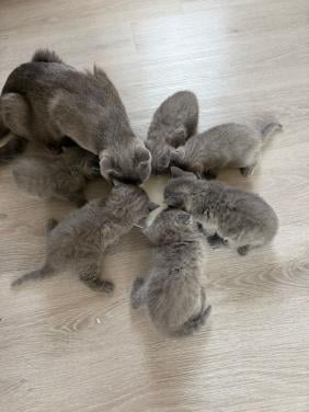 Kitten