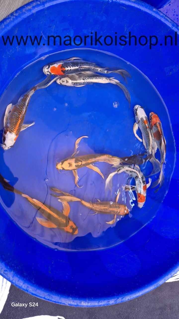 Butterfly koi