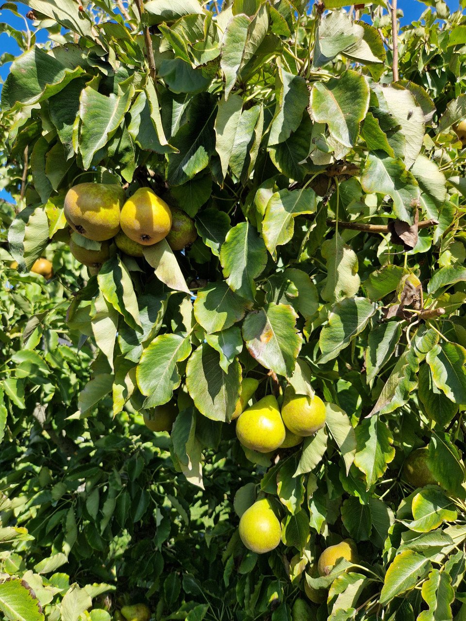 Oude mooie fruitboom